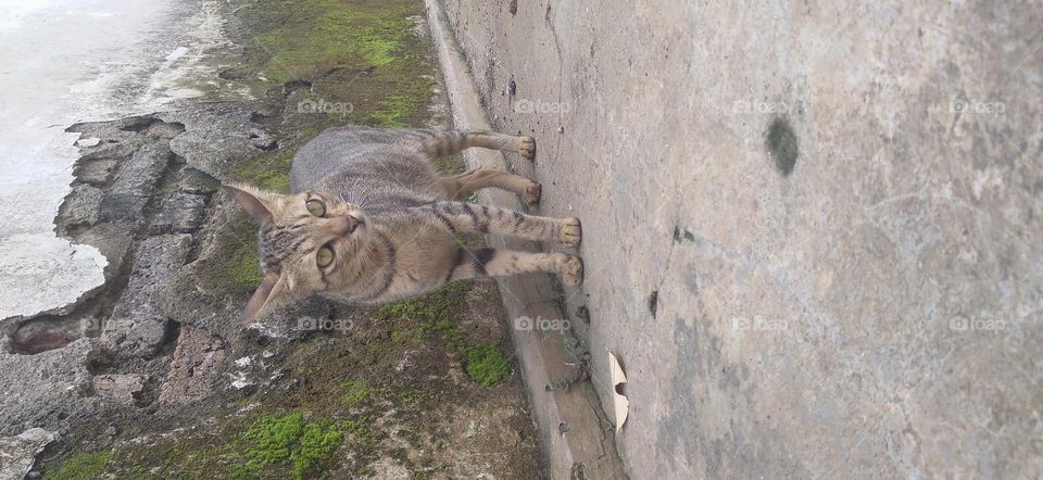 Mother cat standing by the wall with angry eyes