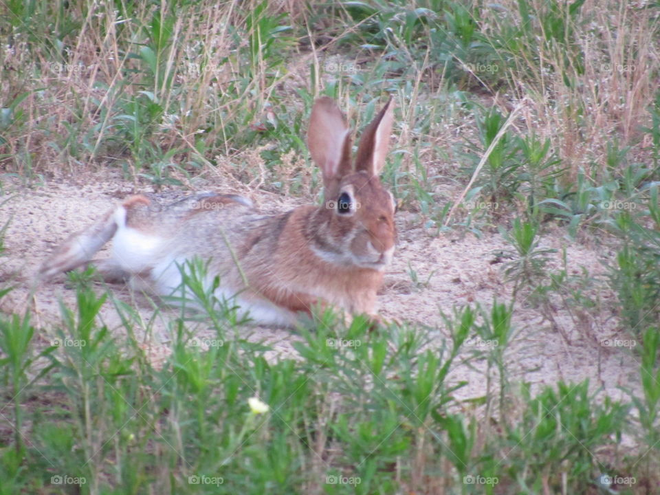 Rabbit laying around