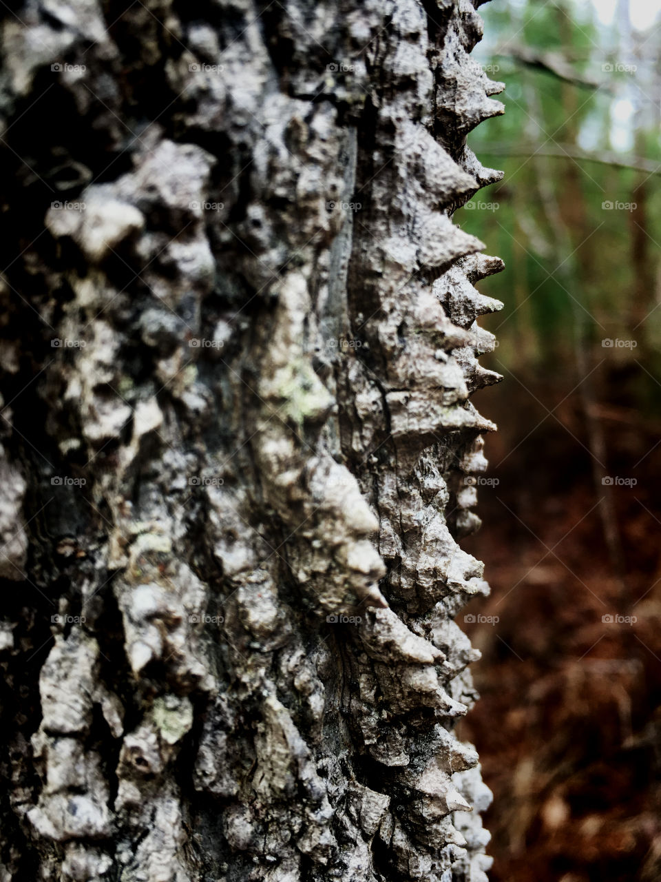 Macro of spiky bark on the trunk of a sugarberry or southern hackberry tree in the bottomlands of North Carolina revealing the rich organic texture 