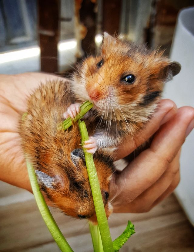 Pet❤
