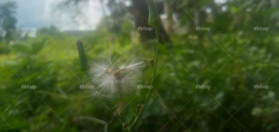 The zoo is very fertile, all the plants that grow in this place look very beautiful. really enjoyed in sunny weather under the trees. As for growing very beautiful flowers, I really enjoy this beauty.
Where are we bothered? "Go somewhere safe and get