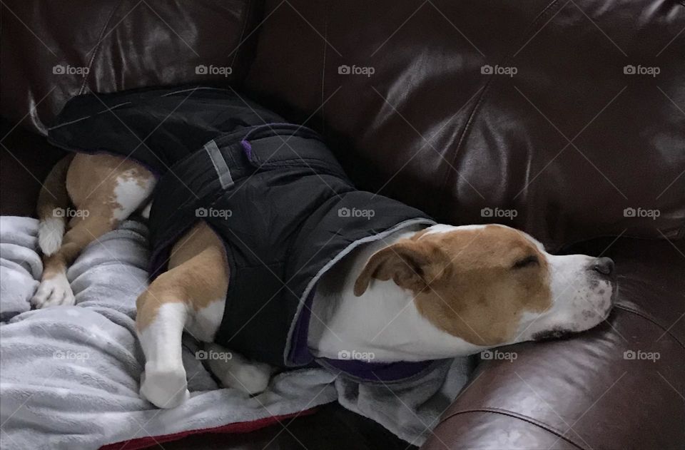 A pitt bull named Clay is briefly resting at home as he awaits his master’s return.