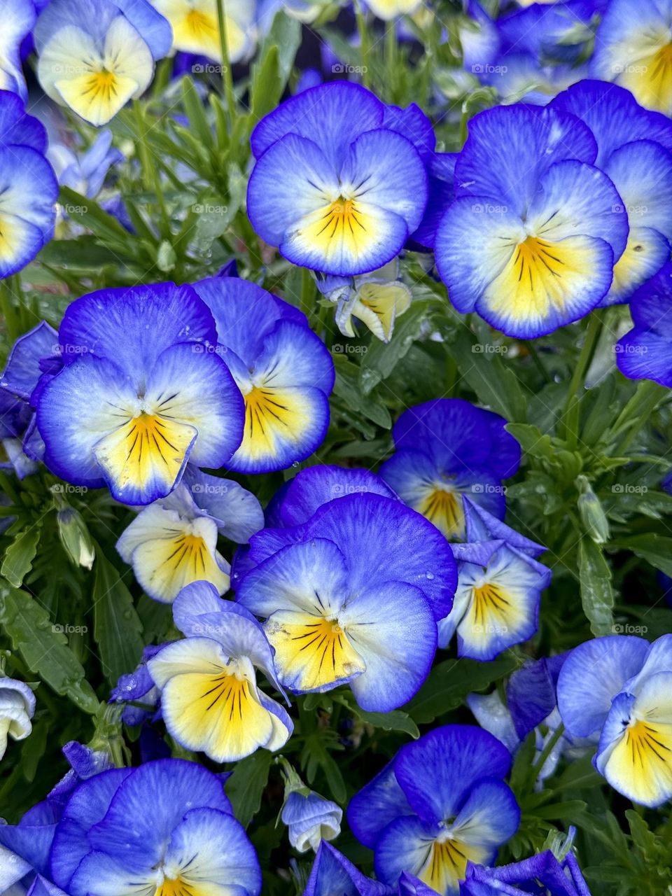 Purple and yellow flowers, top view 