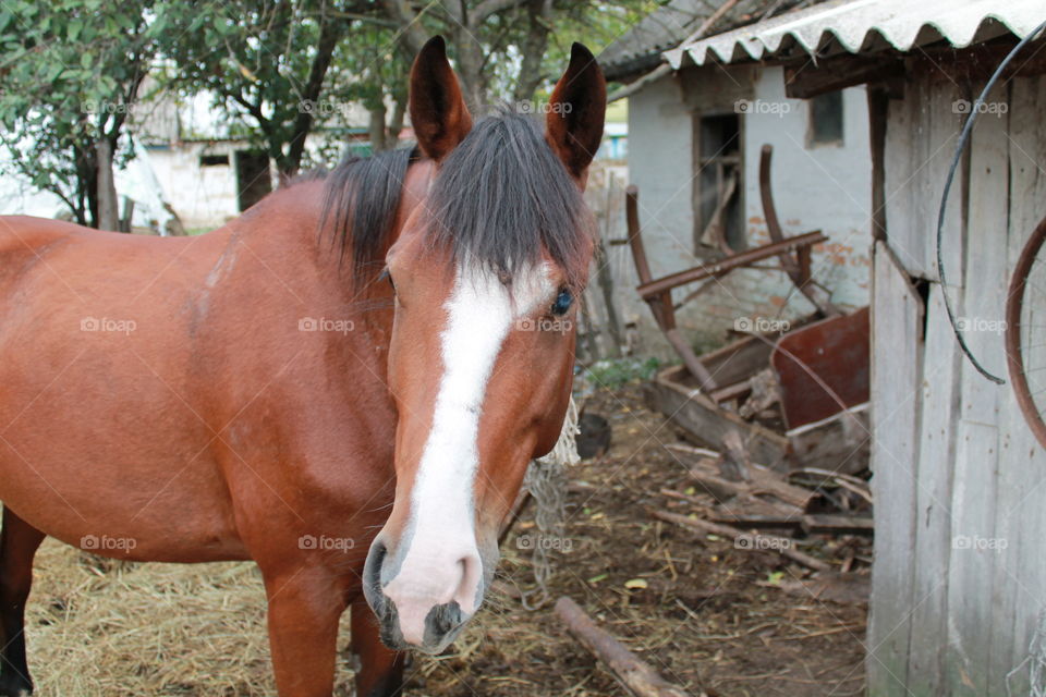 Mammal, Farm, Cavalry, No Person, Livestock