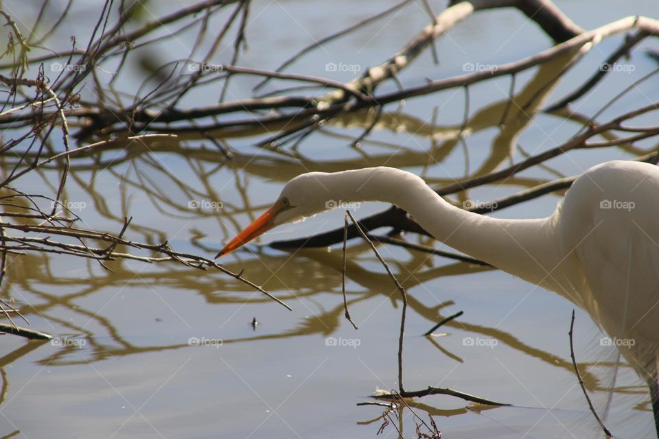 Egret Hunting for Fish