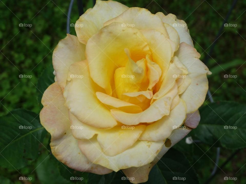 Close-up of Yellow rose