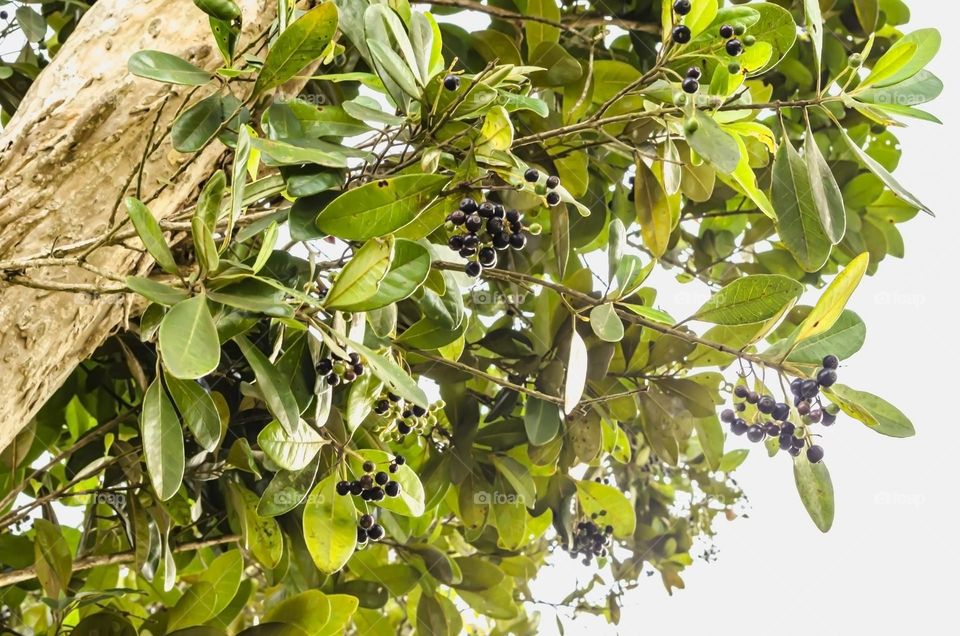 Pimento On Tree