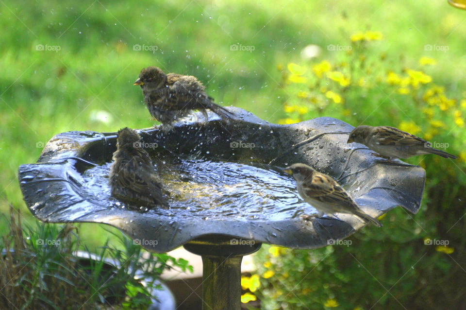 Birds enjoy a bath in my front yard. 