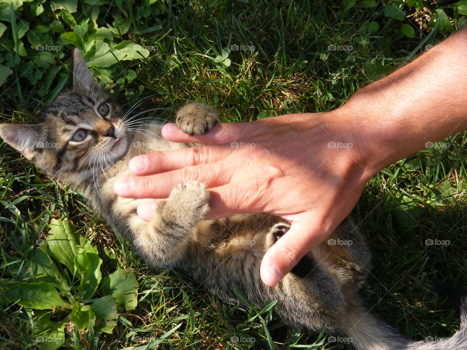 Strong hand gentle kitten