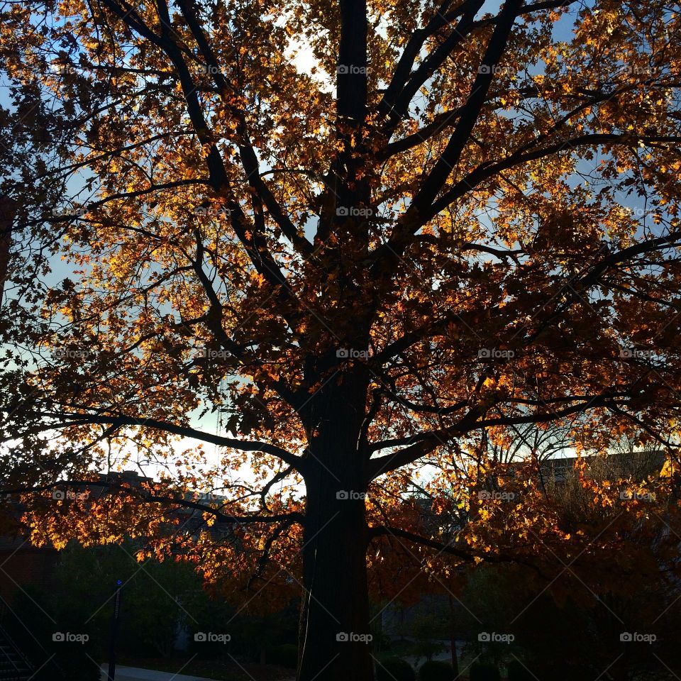 Fall tree. Tree in fall