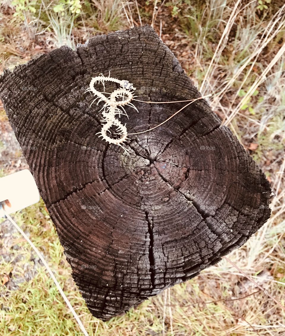 The remains of a snake found on top of a rectangle crosstie used as a corner post found in the woods of South Georgia. 