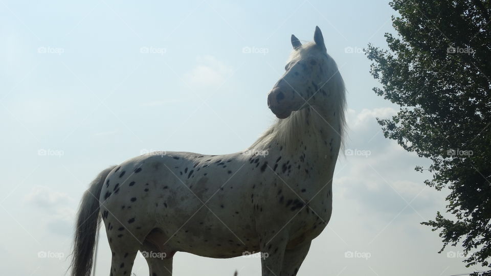 Sambuca keep an eye on everything