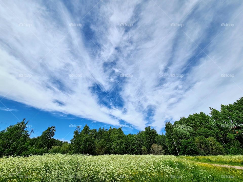 Beautiful landscape view with high bright blue sky with lush white clouds, deep green treeline on the background and plenty of white flowers on the wide open area