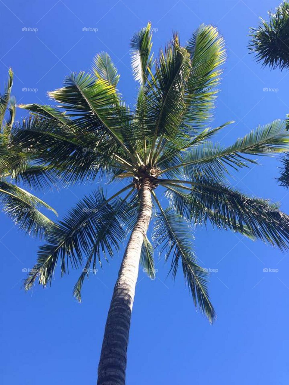 Palm beachy days