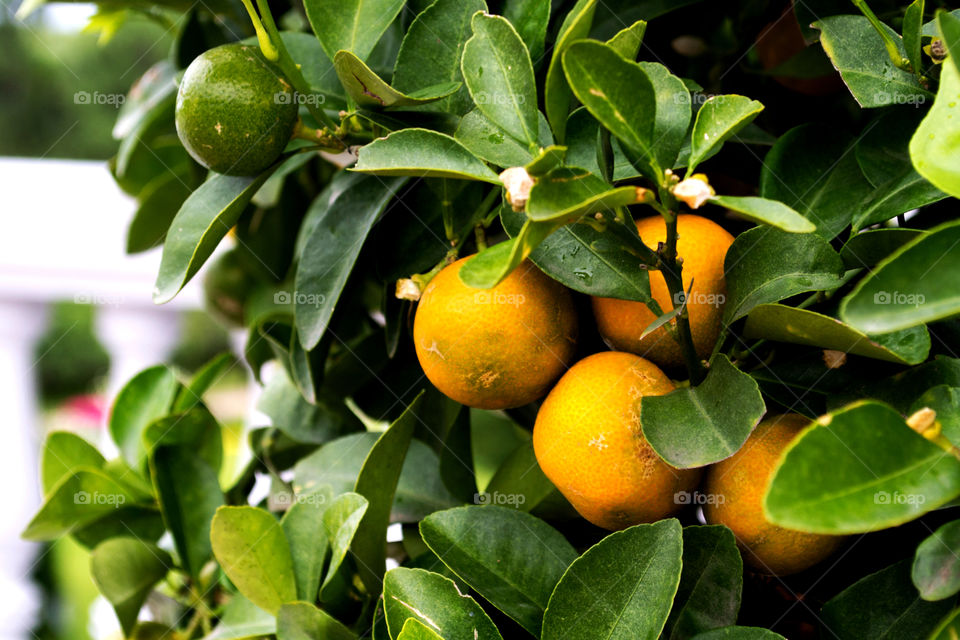 mandarins