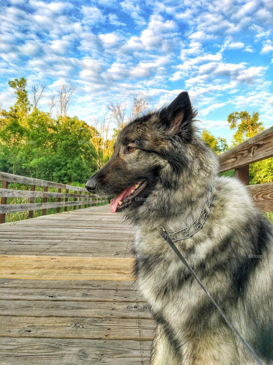 Close-up of a doge sitting on wooden boardwalk
