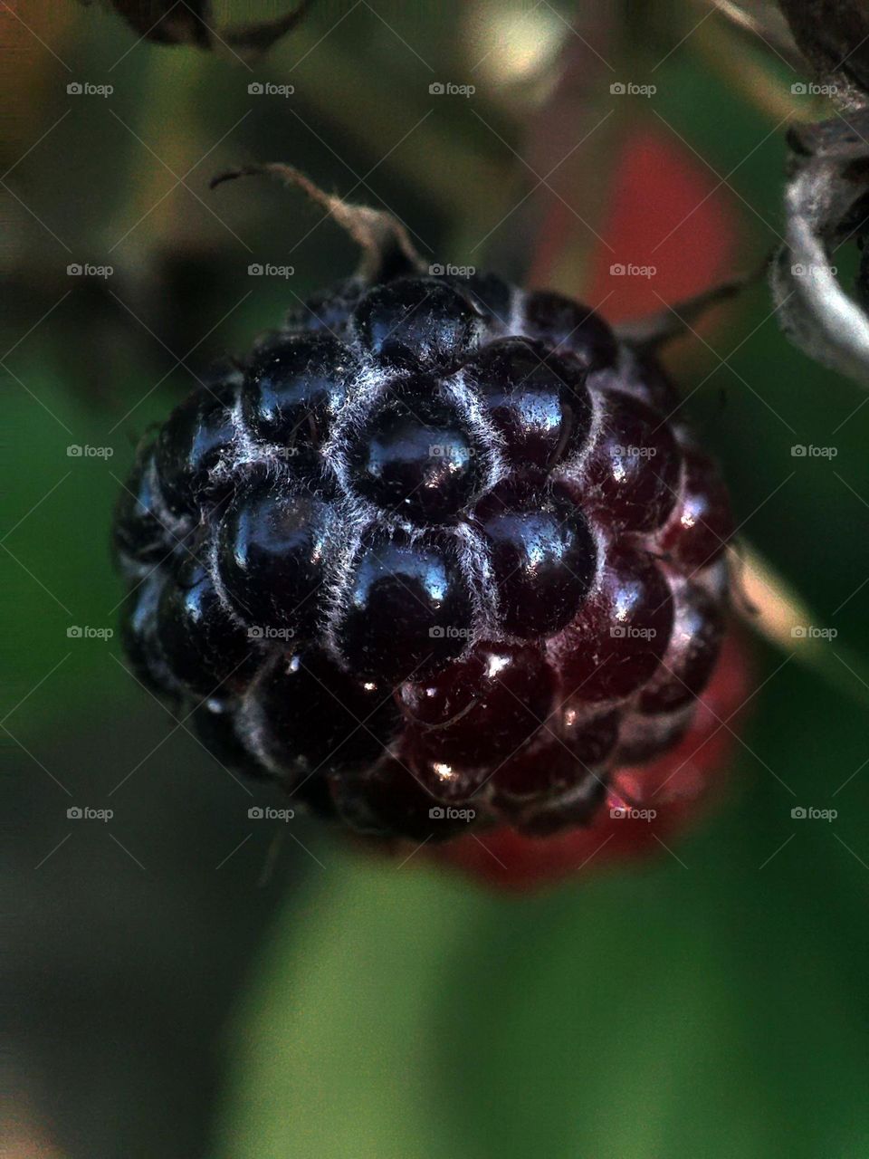 Macro photo of blueberries in the garden