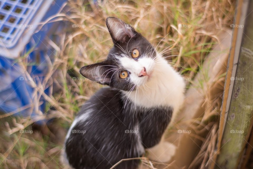 Black and White Shorthair Kitten Cat Looking Up at Camera Outside 