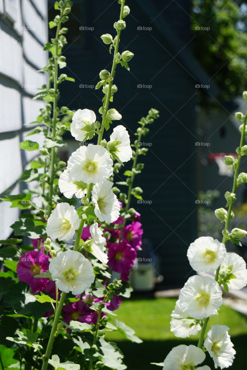 Hollyhocks. 