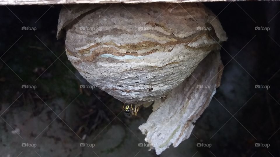 wasp nest