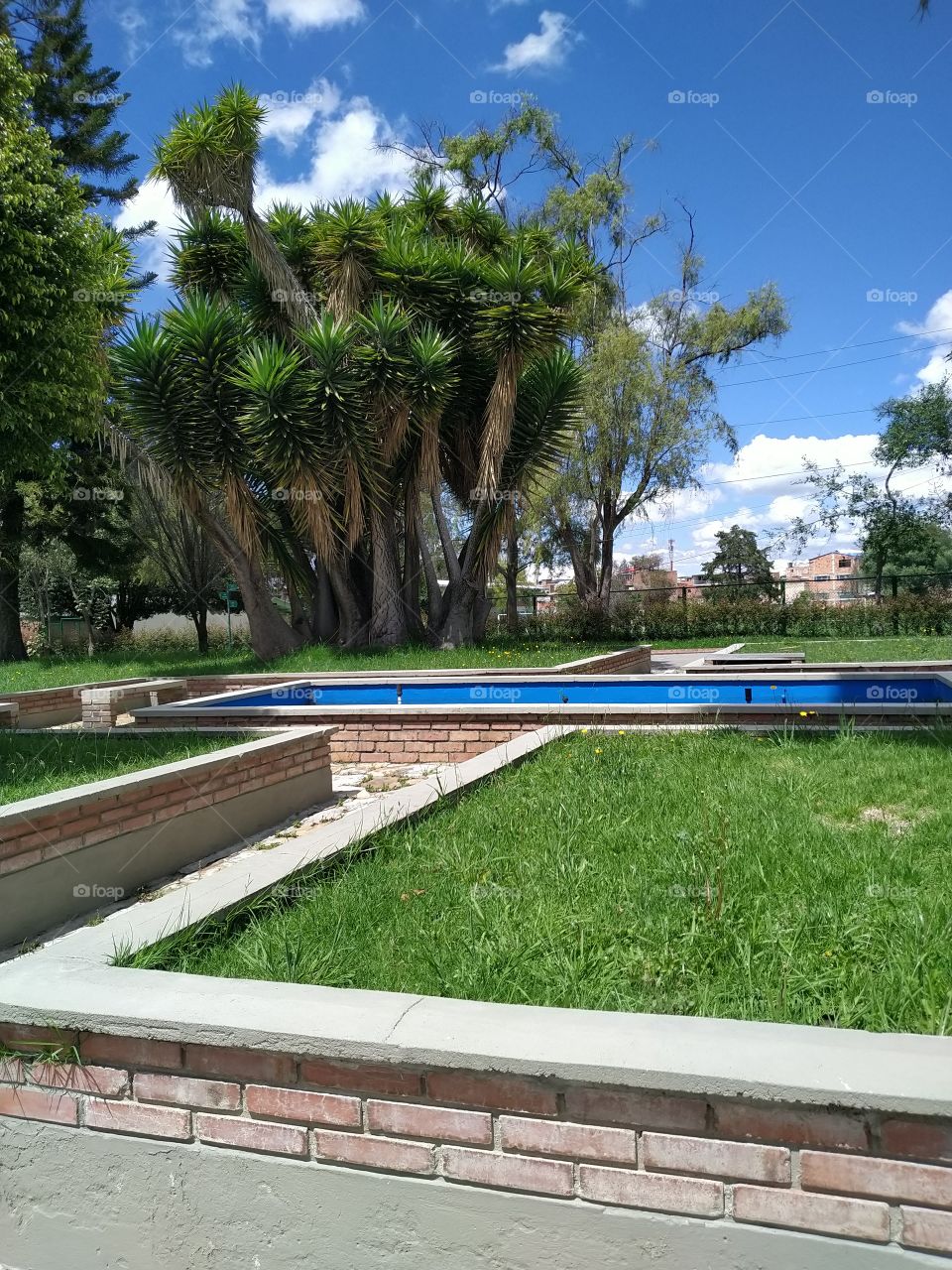 Complejo de Árboles