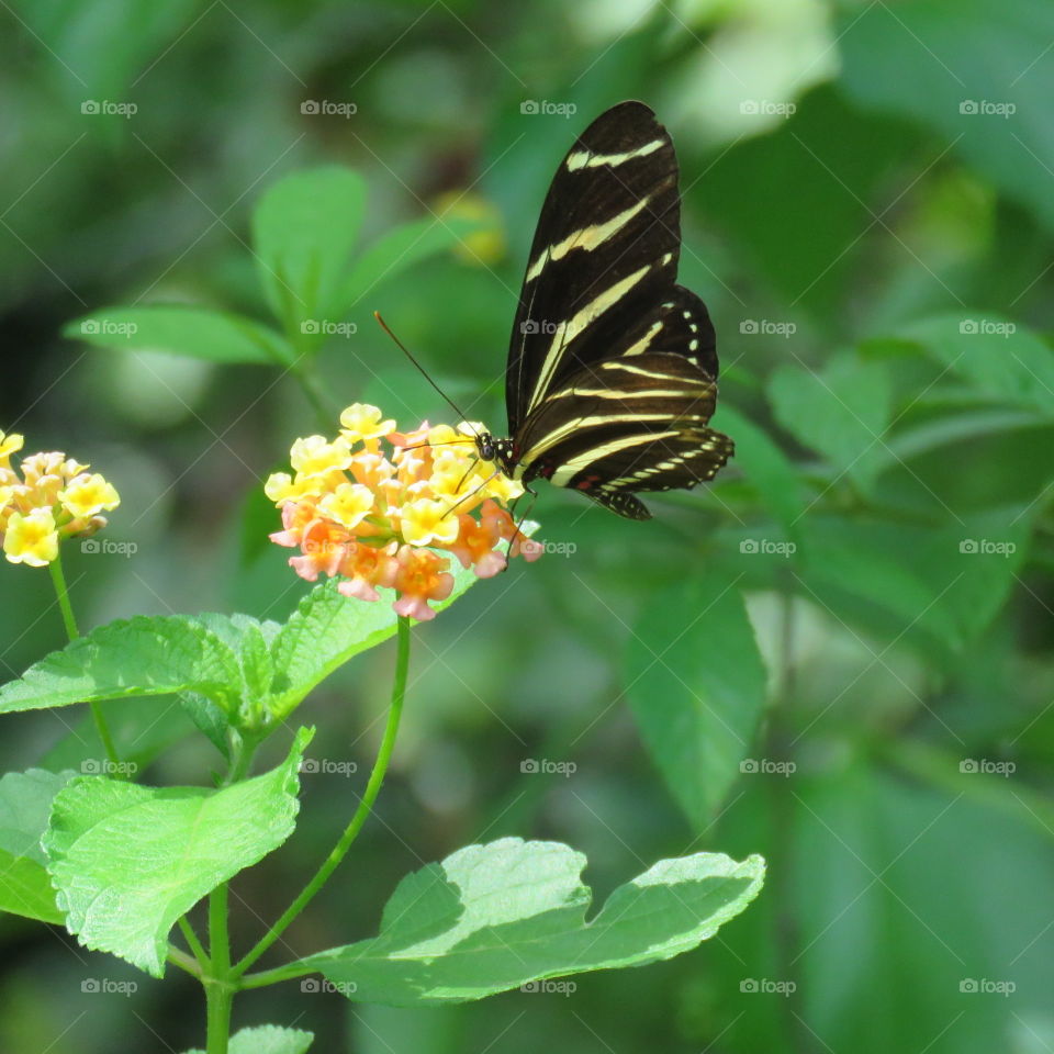 Side view of butterfly