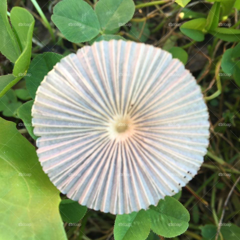 Single Mushroom Close Up 