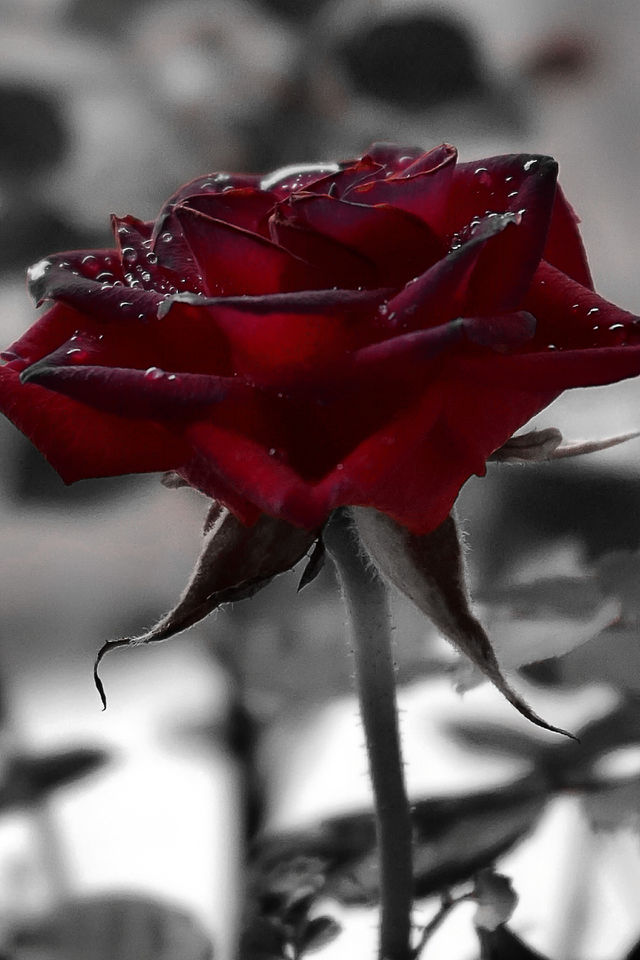rose