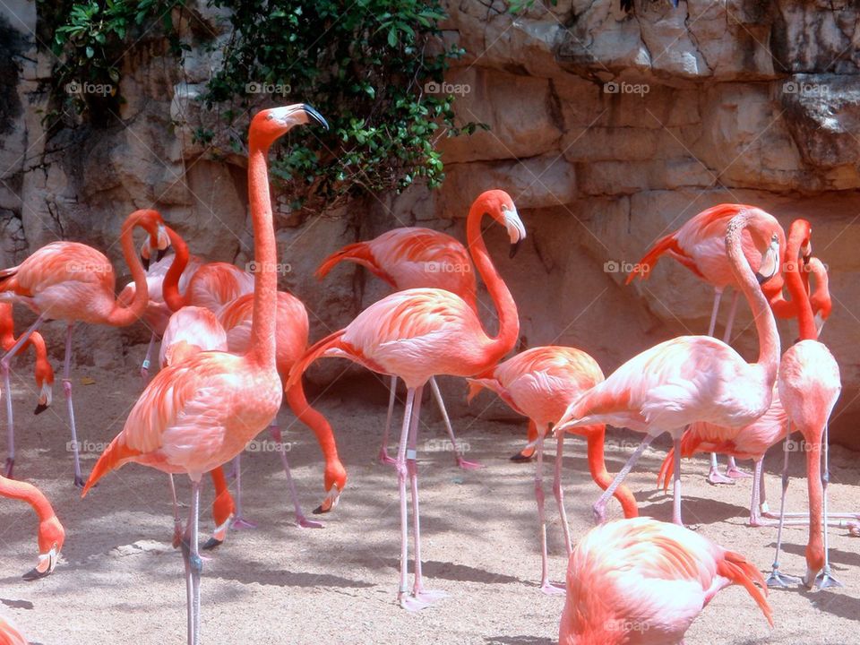 Pink flamingos everywhere