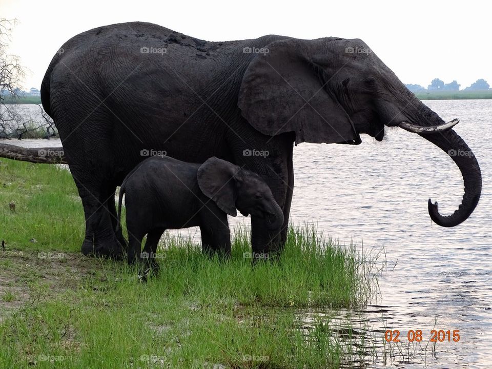 South African Elephants