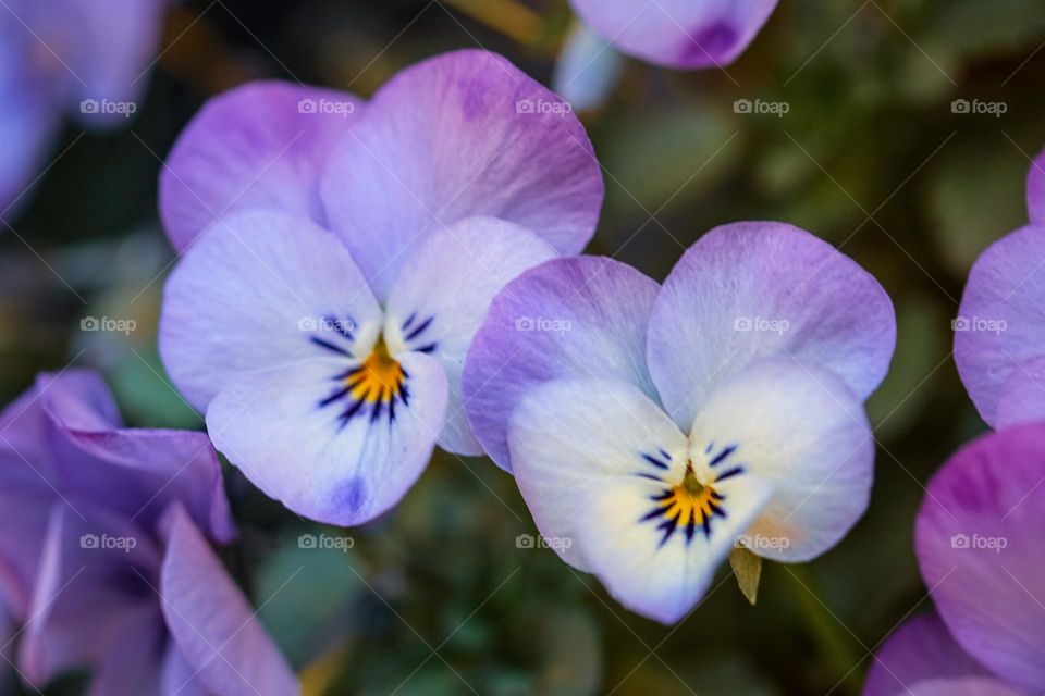 purple flowers - night day flower