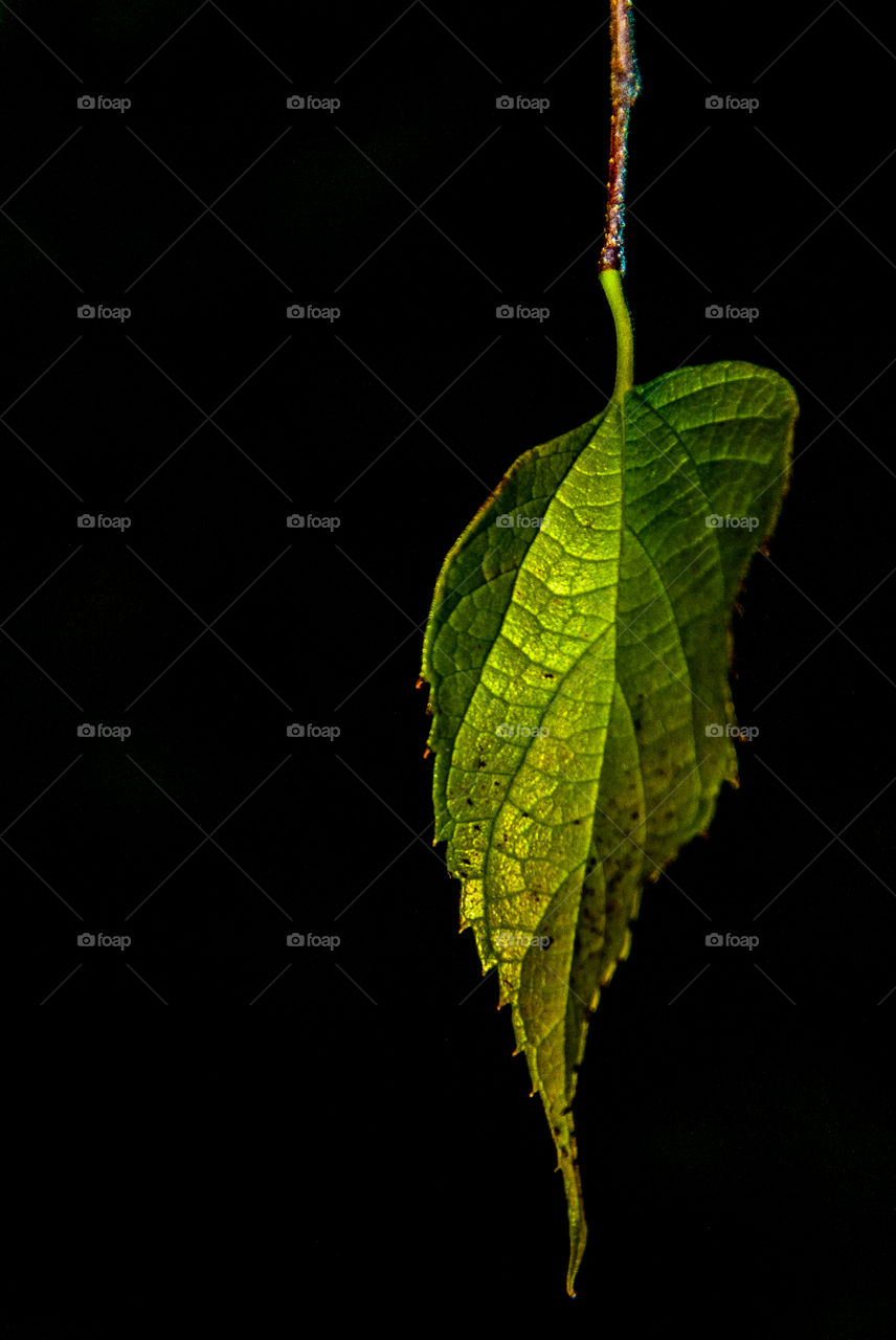 Shiny leaf
