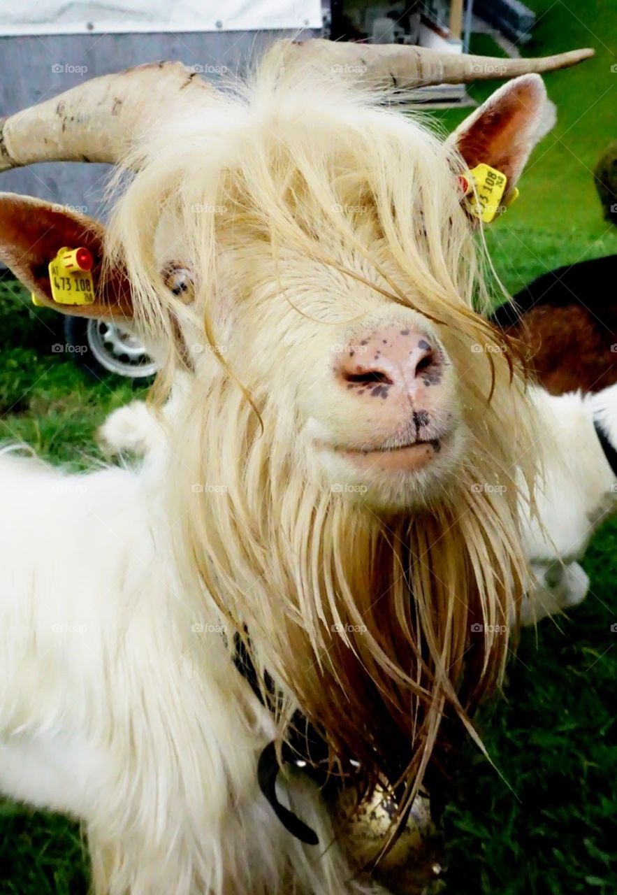 Hey, der Bart muss ab.