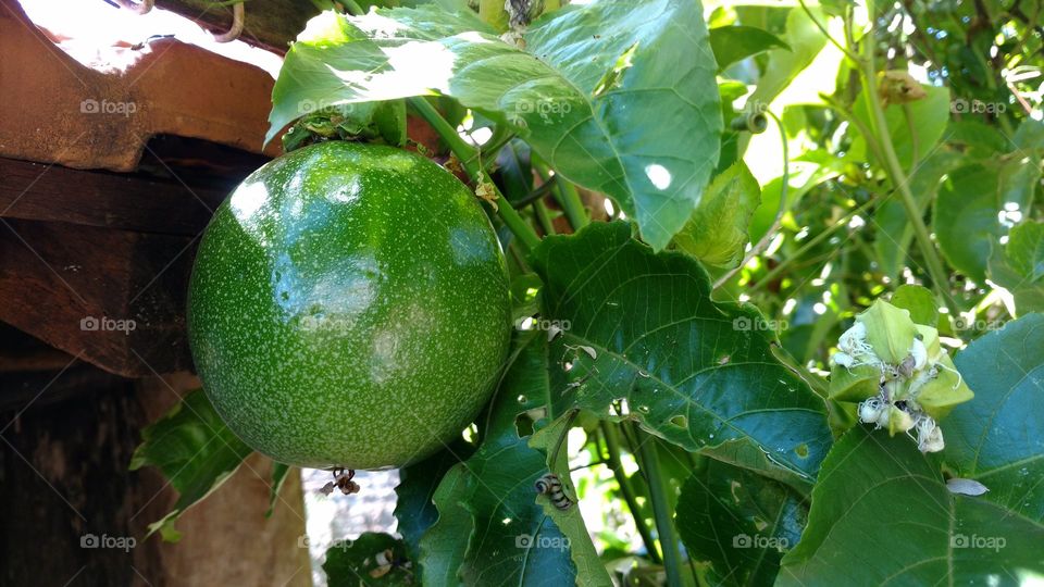 Maracujá verde, folhas e flor.