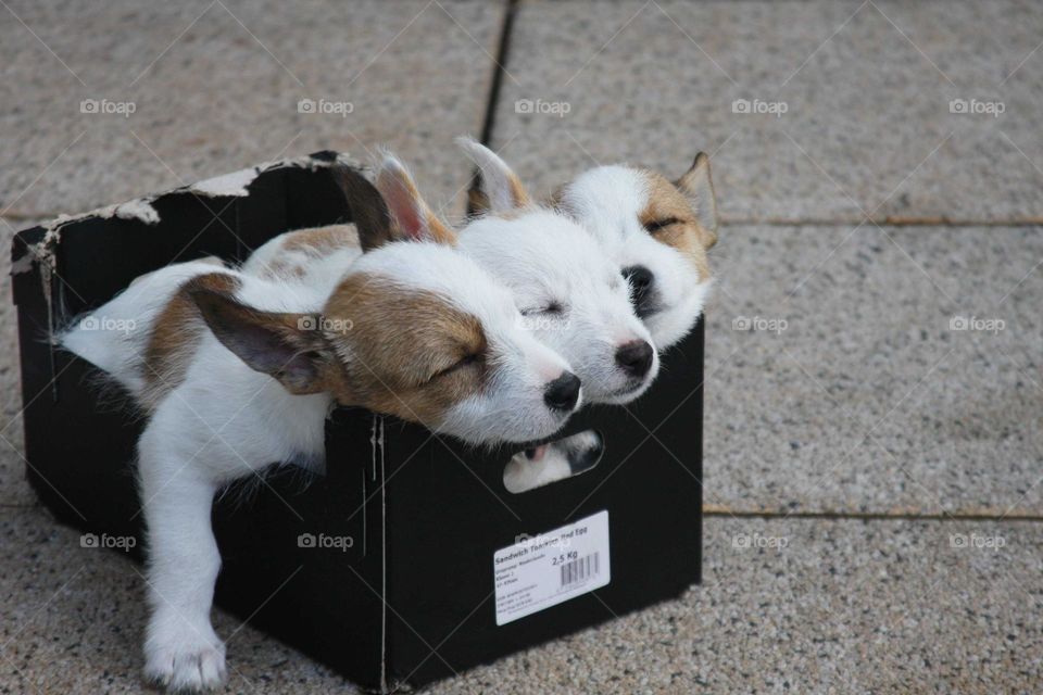 These three little puppies really caught my attention, when I went to the city I saw these lovely puppies in a box and I just can't help myself but captured that decisive moment.