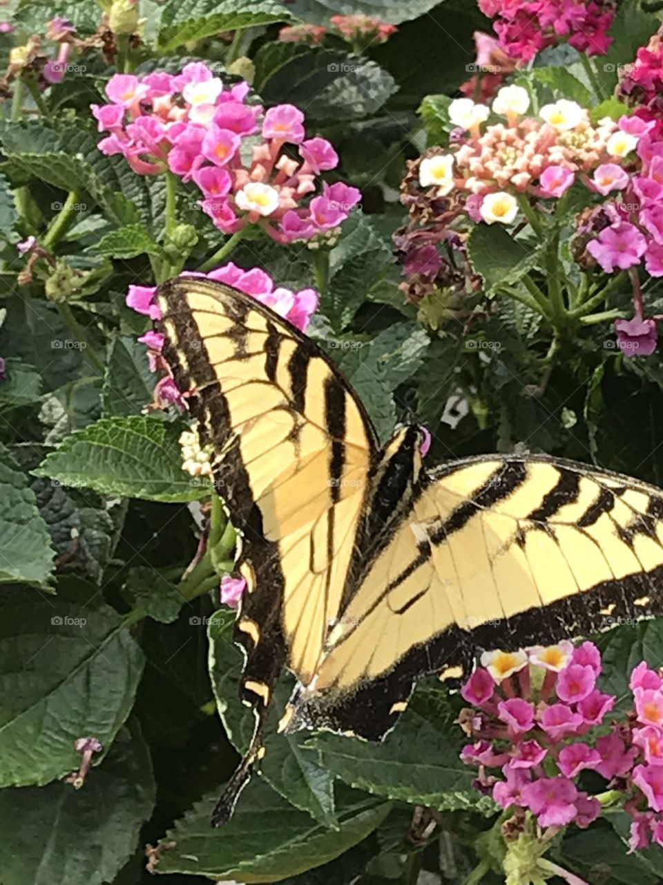 Swallowtail butterfly visiting the Lantana plant!