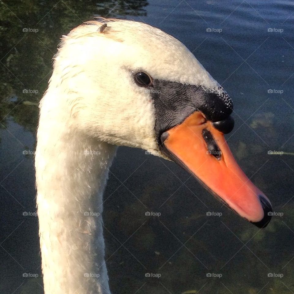 The swan with the fly on its head