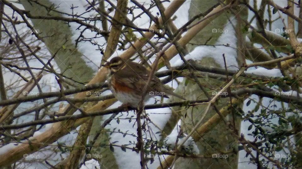 fieldfare