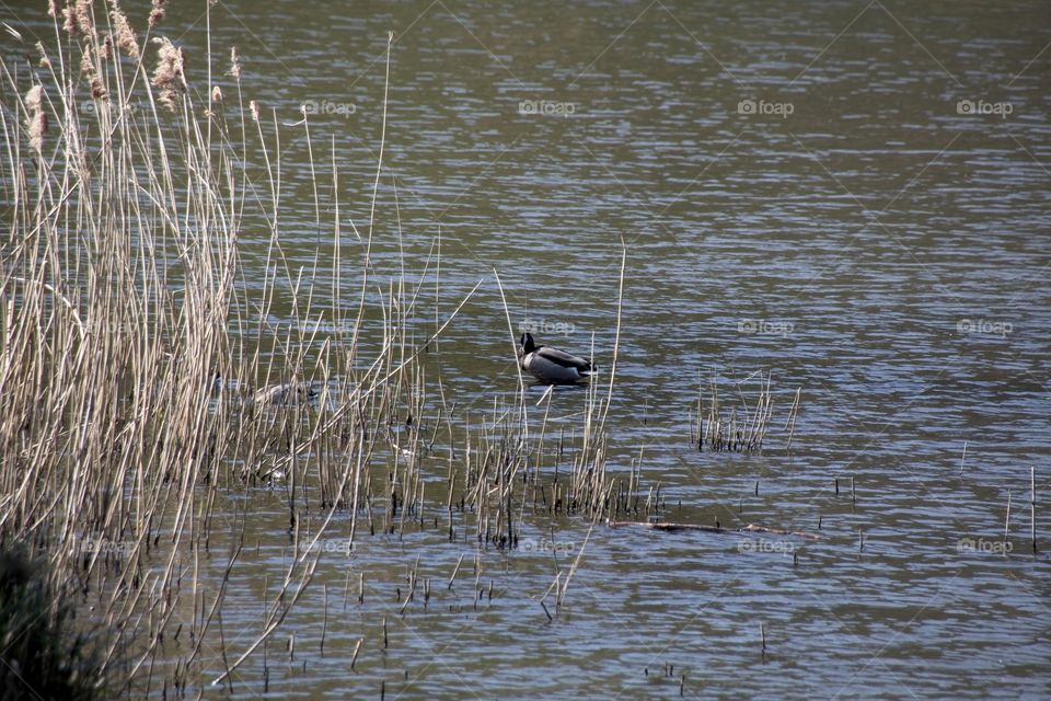 duck on the water