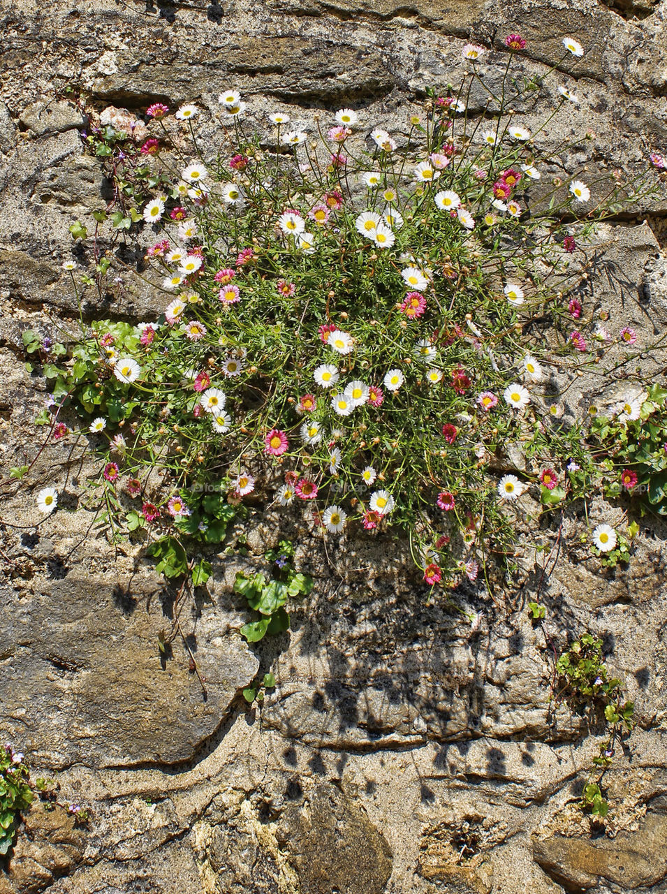 flowers wall summer old by chris7ben