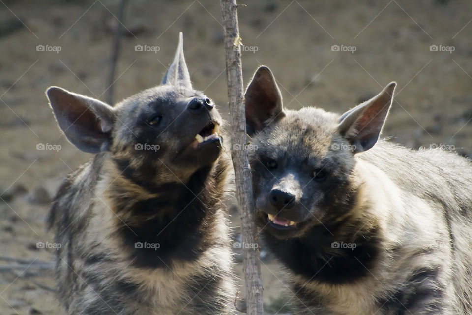 Striped hyenas