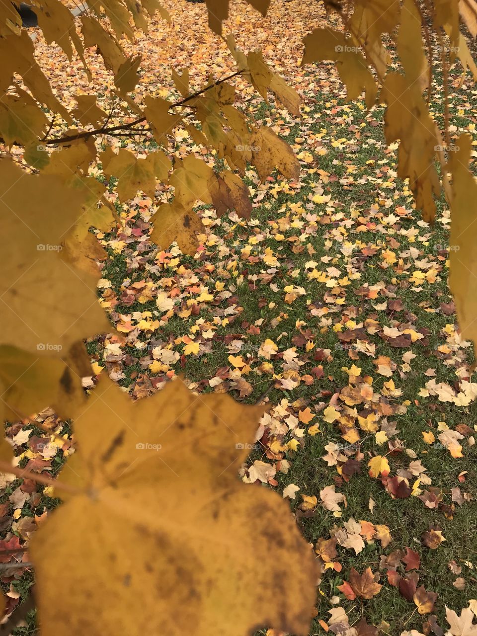 Golden Fall