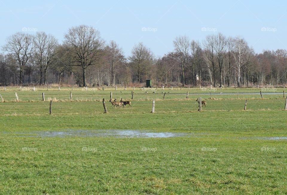 Gruppe Rehe auf einer Wiese