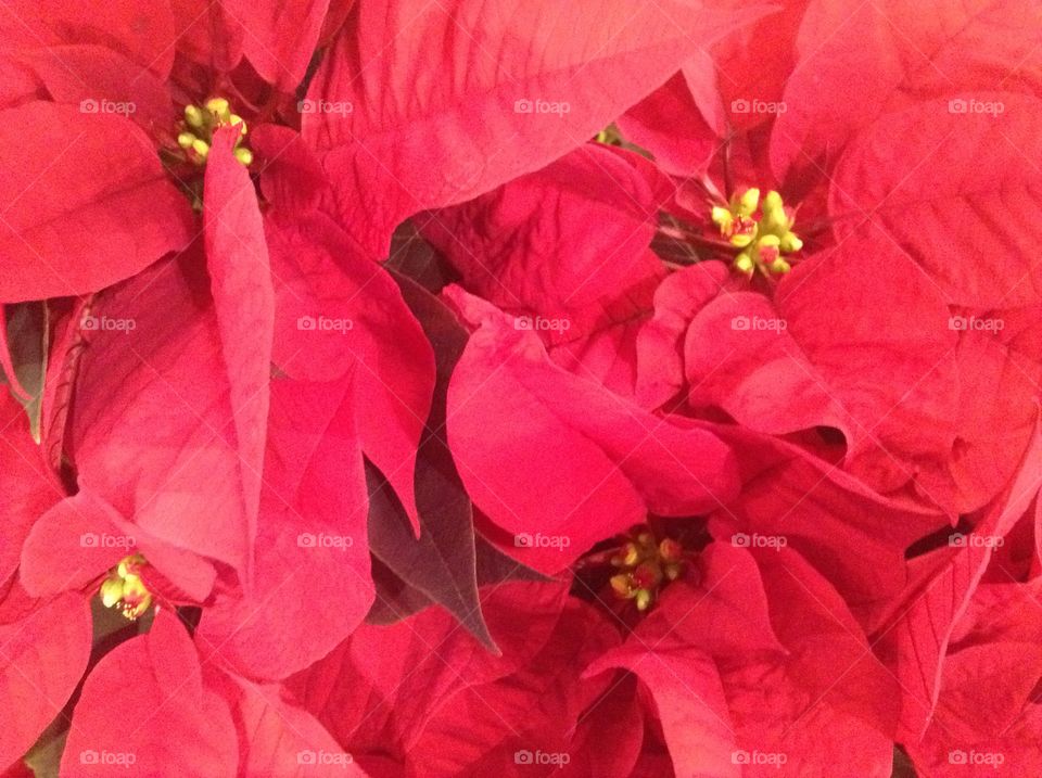  Poinsettia 