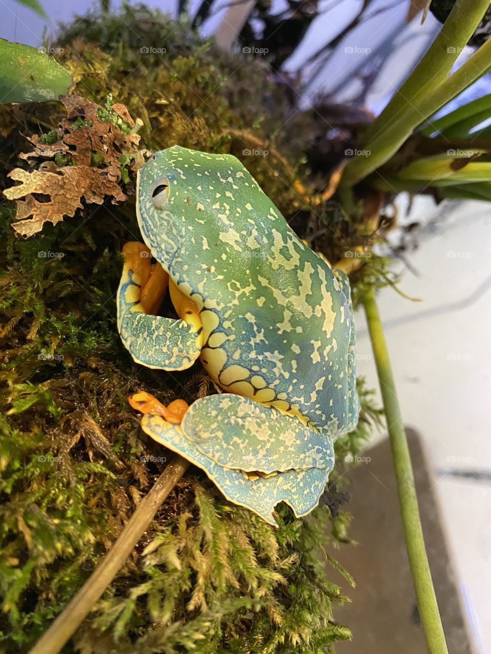 Fringed Leaf Frog on Mossy Log