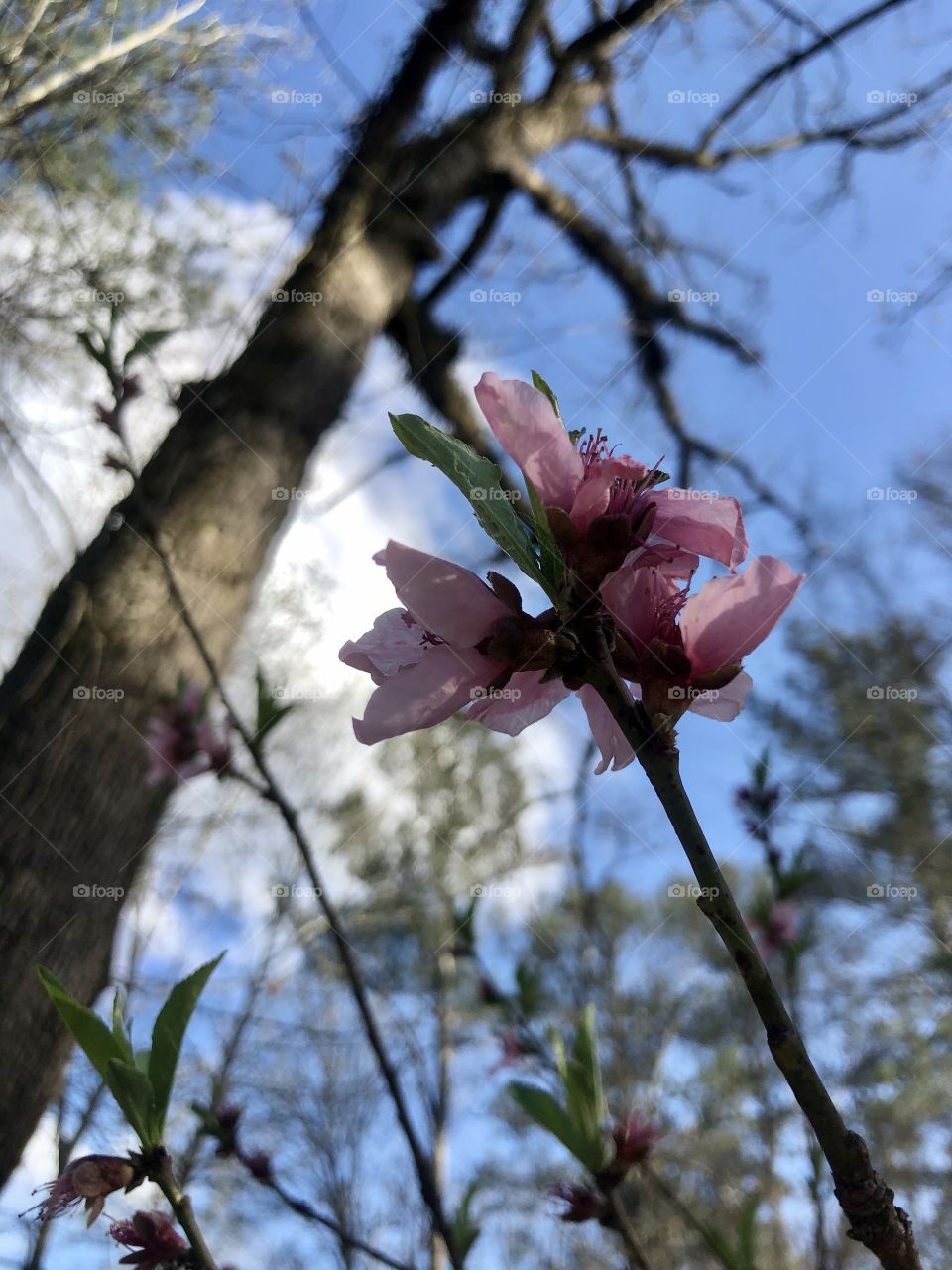 Peach tree blossom 