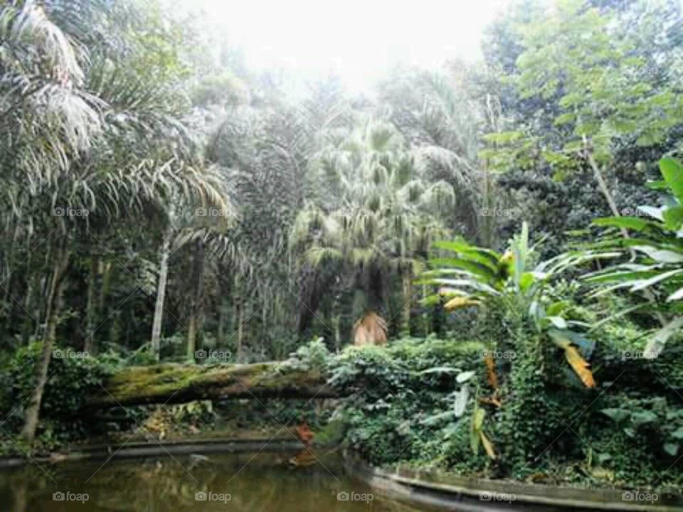 Tijuca Rainforest