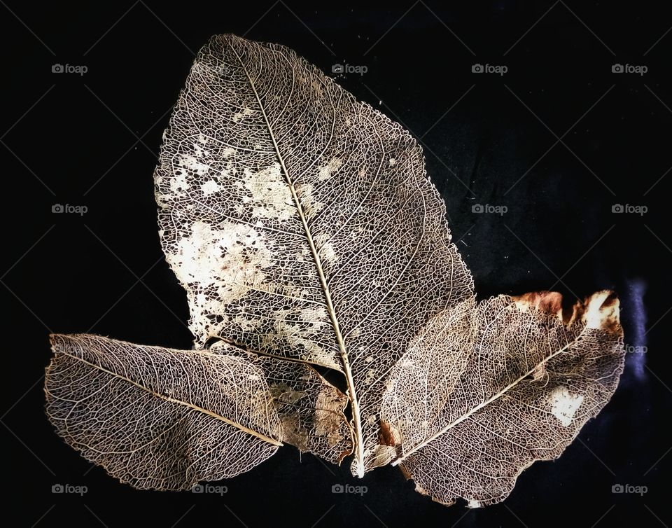 Dry leaf against black background
