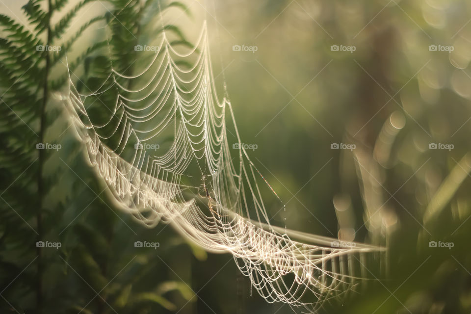 Spiderweb