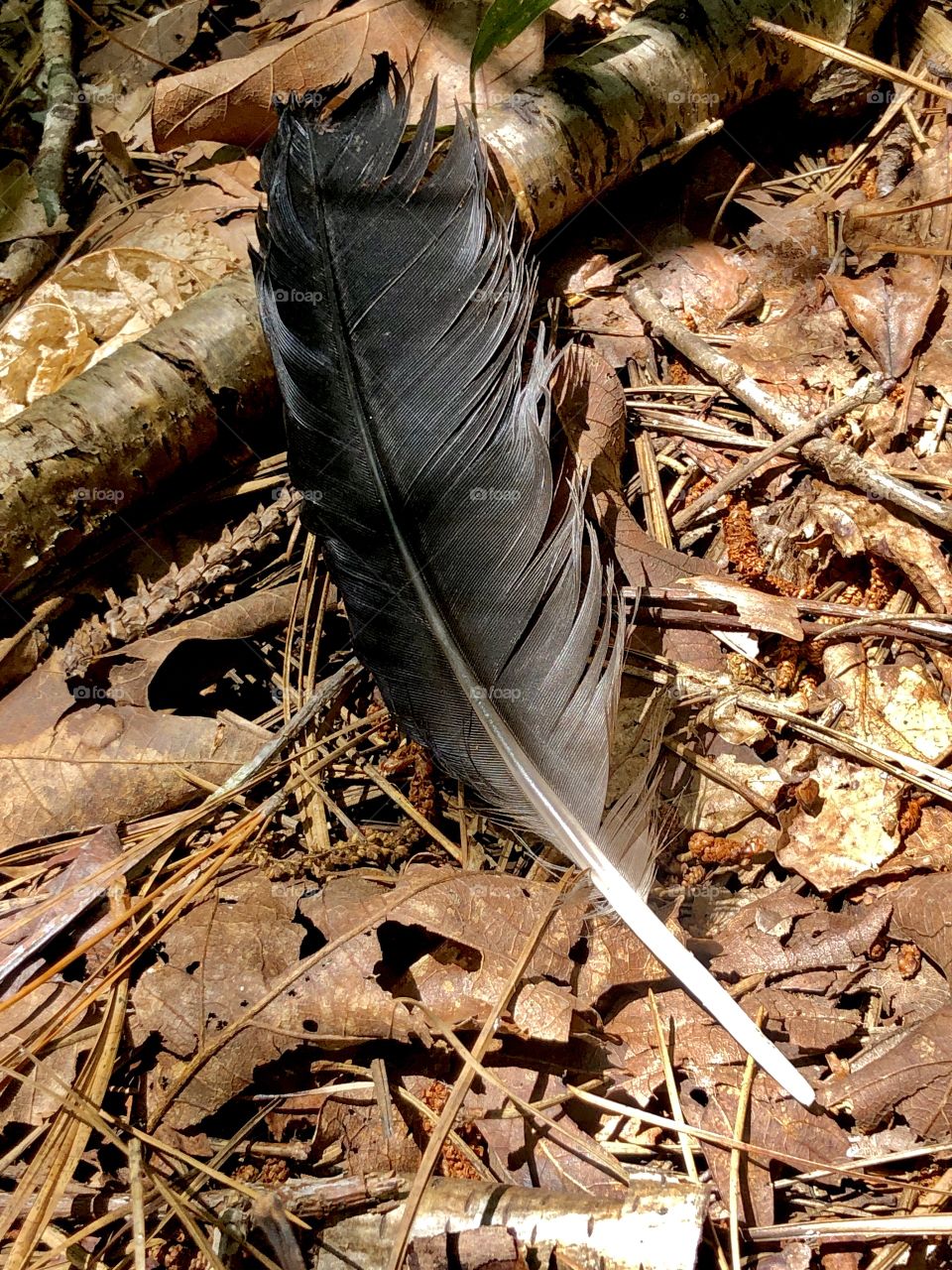 Crow tail feather in forest 